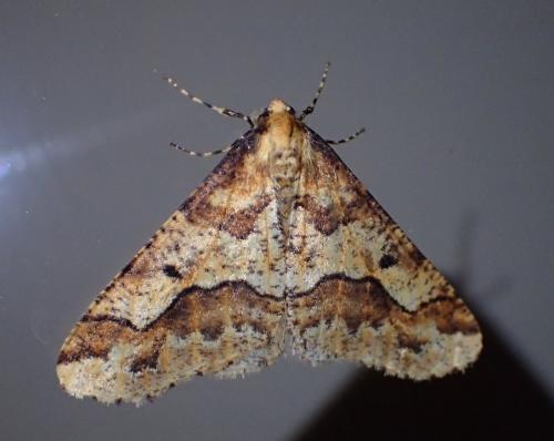 Erannis defoliaria